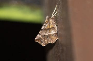12 Early Thorn moth