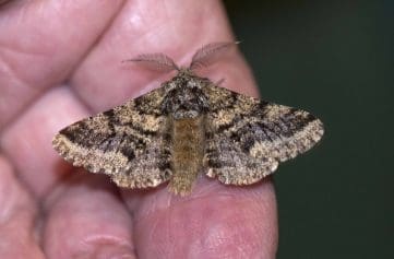 13 Brindled Beauty moth