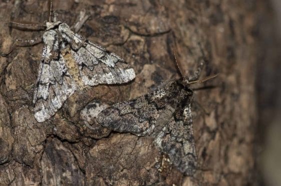 14 The dark melanic and typical forms of the oak beauty moth.