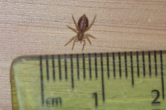 16 The tiny sac spider Clubiona comta on my desk.