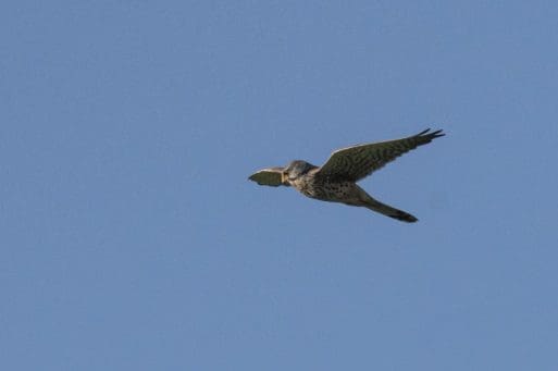 3 One of a number of fine views of a kestrel on the village green.