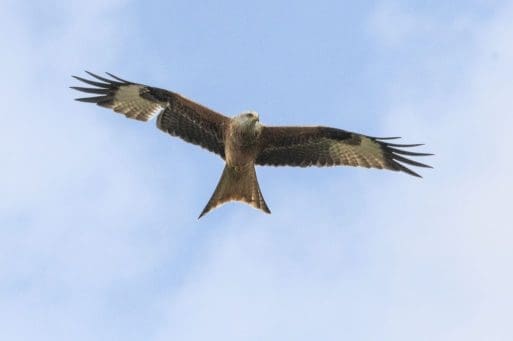 5 Red kites are always a joy to watch, frequently in the parish although this one was near East Meon.