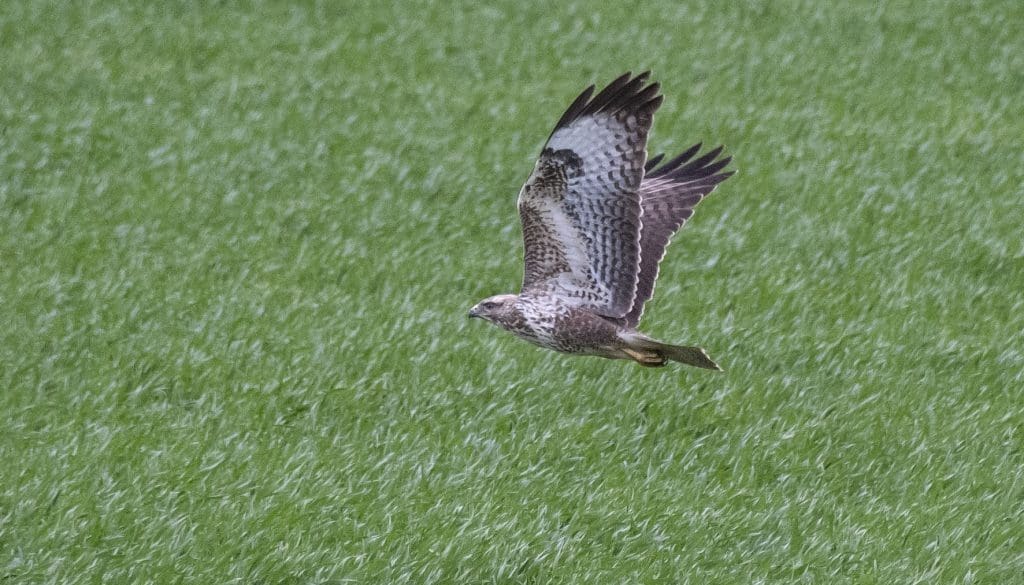 6 Buzzard near East Meon