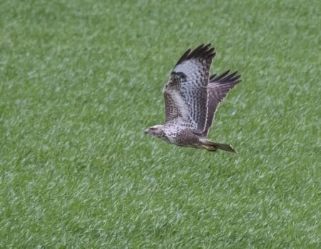 Wildlife Blog by Ron Allen – 31 March 2023