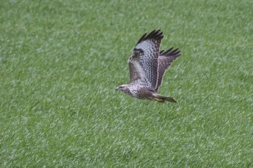 6 A buzzard near East Meon.