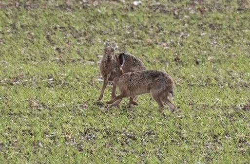 8 Most of the hares were simply sitting, but these two were clearly interested in each other.