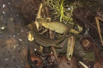 Male (lower) and female palmate newts Male (lower) and female palmate newts