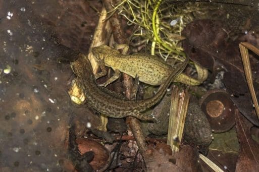 9 The male (lower) palmate newt is holding on to the female and wafting pheromones over her with his tail.