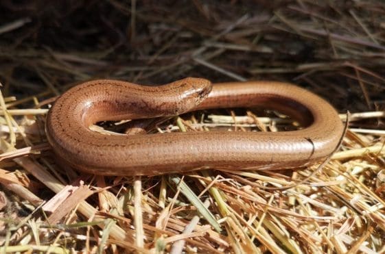 9 Our first slow-worm of the year.