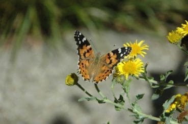 Image 31 Painted lady butterfly