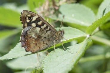 Image 35 Speckled wood butterfly