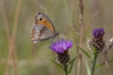 Image 38 Meadow brown