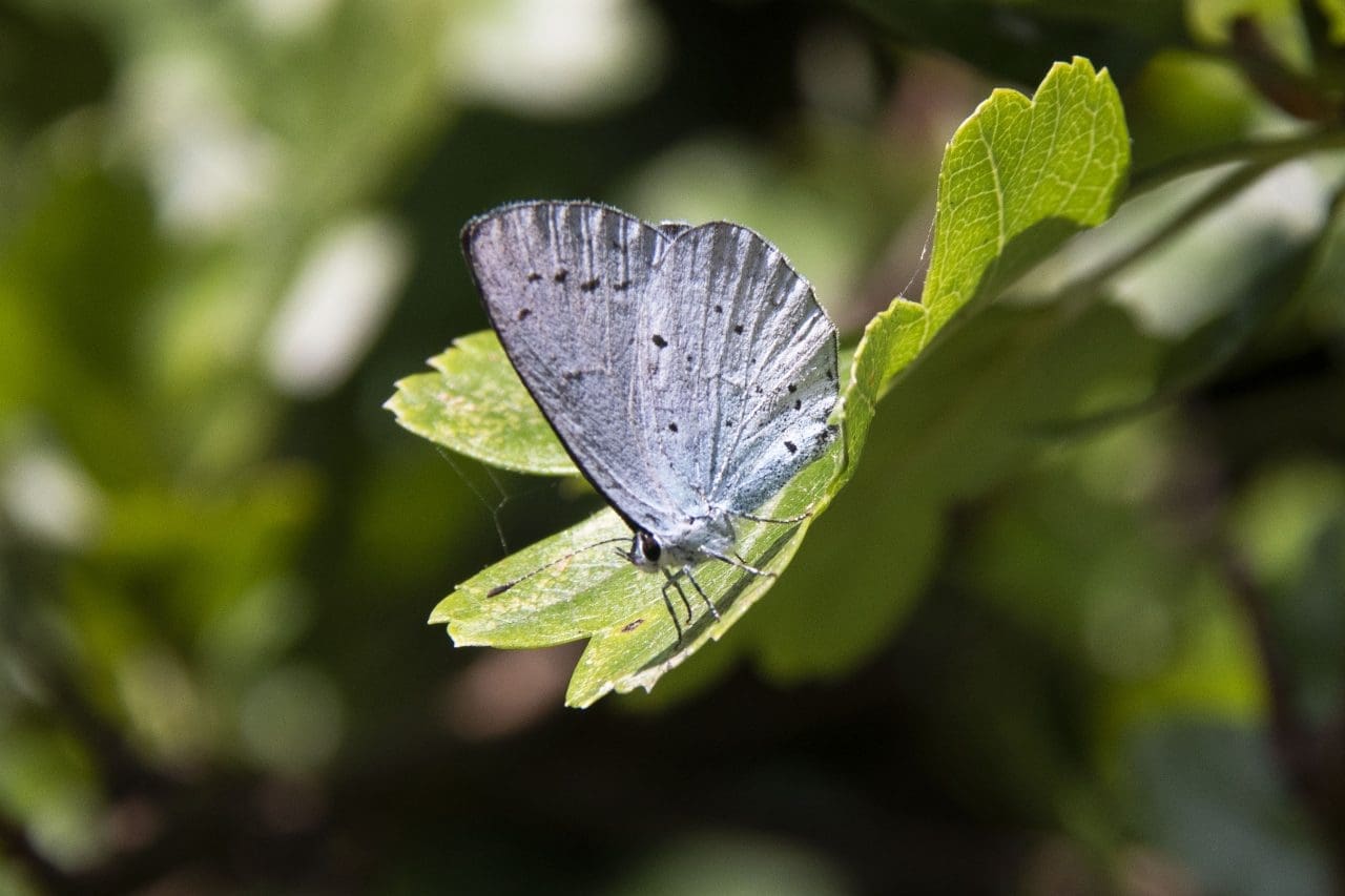 Image 40 Holly blue