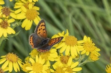 Image 41 Small copper butterfly