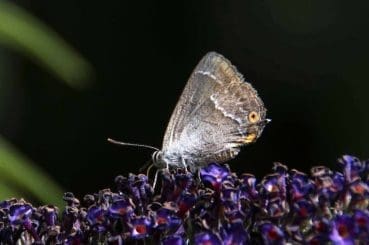 Image 42 Purple hairstreak Female