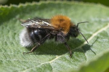 Image 50 Tree bee
