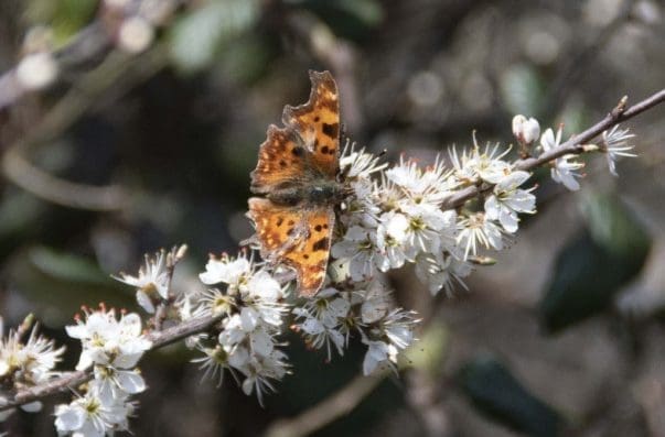 1 Comma butterfly on the village green.