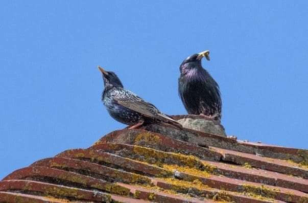 1 Starling pair on our roof top.