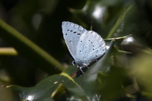 10 Holly blue butterfly resting on holly.