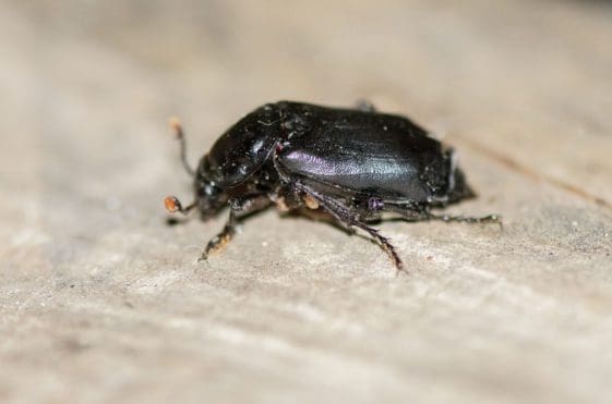 11 Black sexton scarab burying beetle.