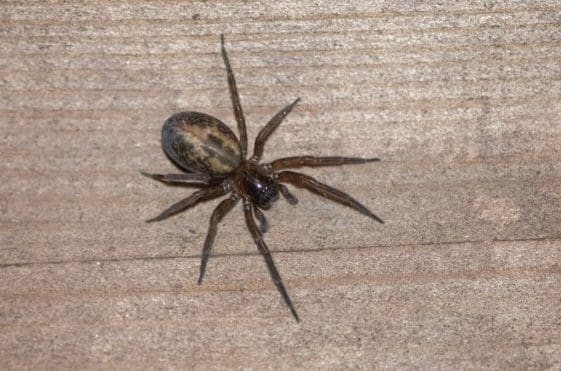 14 Lace-weaver spider out hunting at night.