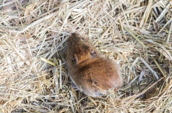 15 Bank vole under a refugia tin.