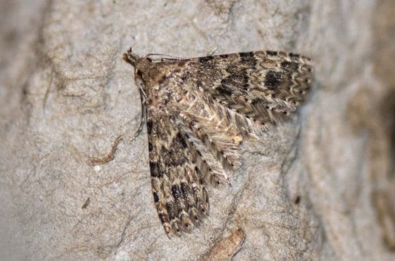 16 The small and delicate many-plumed moth.