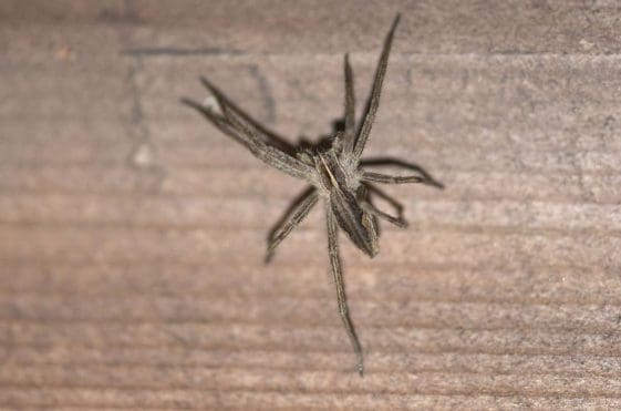17 Nursery web spider.