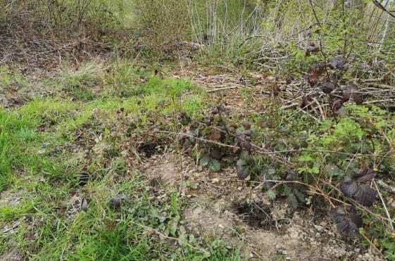 18 Badger latrine in Furzefield Copse.