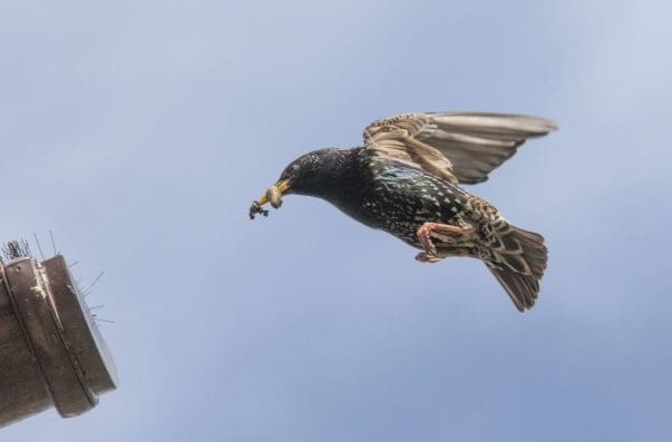 2 Starling flying into its nest with food for its nestlings.