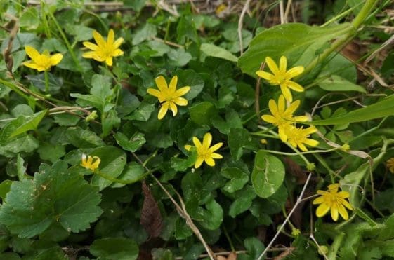 20 Lesser celandine.