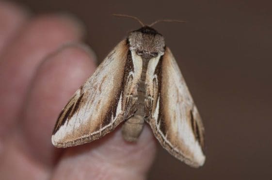 20 Lesser swallow prominent moth.