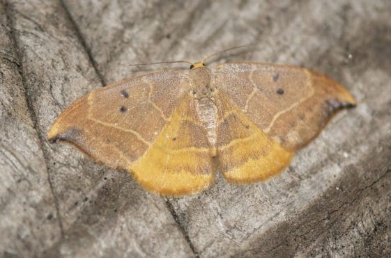 22 Oak hook-tip moth.
