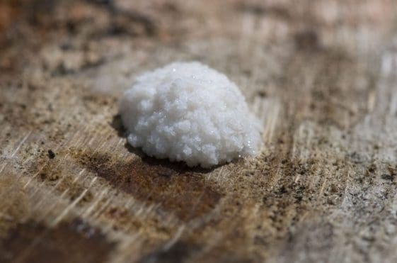 25 Plasmodial stage of the false puff-ball.