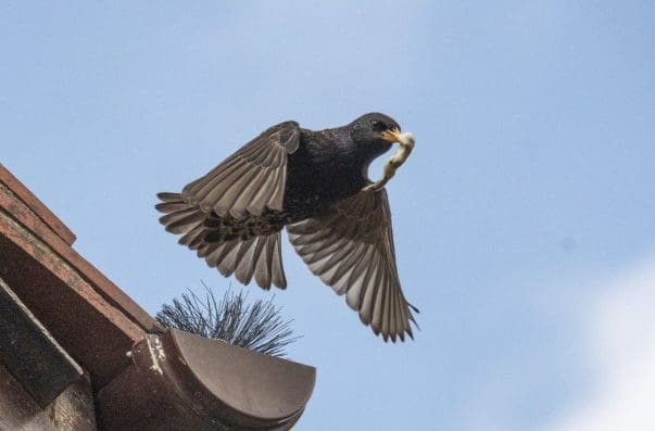 3 Starling emerging and flying off with a faecal sac.