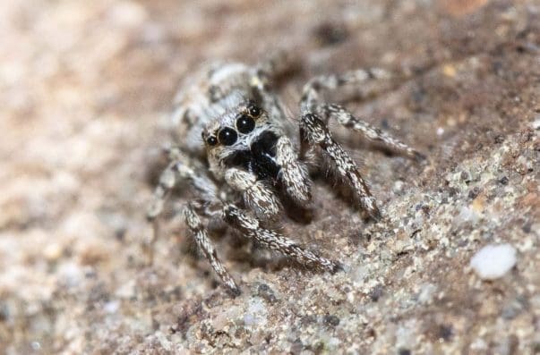3 A tiny zebra jumping spider on our house wall.