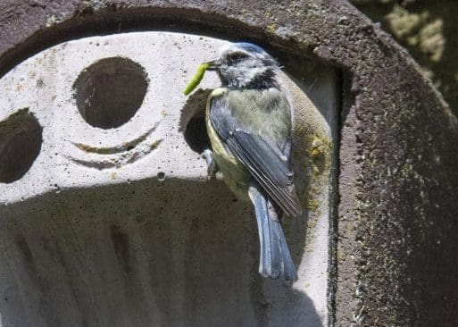 4 Bluetits are finding an abundant supply of winter moth caterpillars on oak trees.