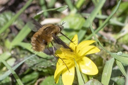 4 Dark-edged bee-fly feeding on lesser celandine on the village green.