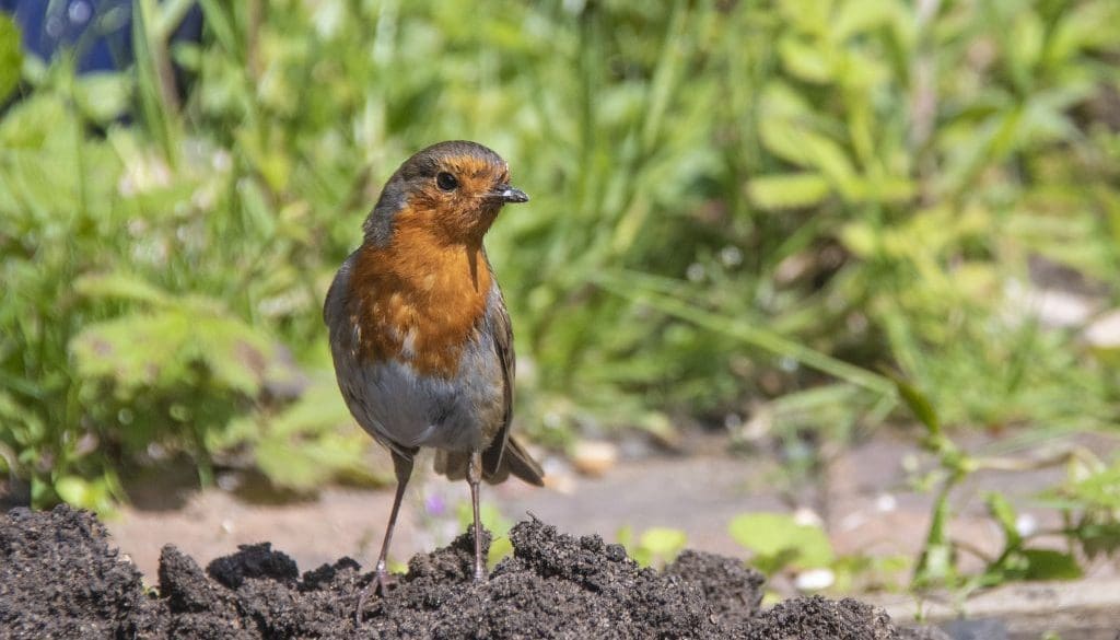 5 Robin on fresh dug soils