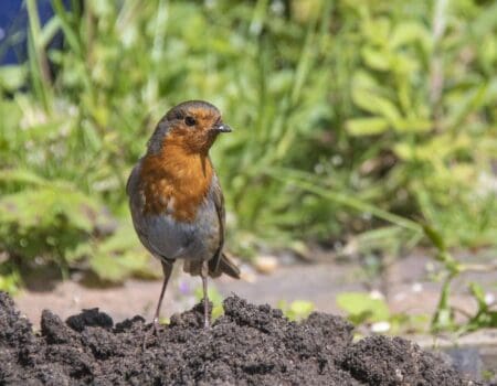 Wildlife Blog by Ron Allen – 16 May