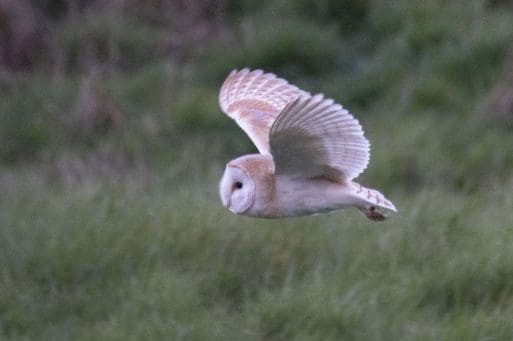6 Barn owl on the village green.