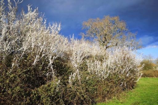 7 Blackthorn in full flower.