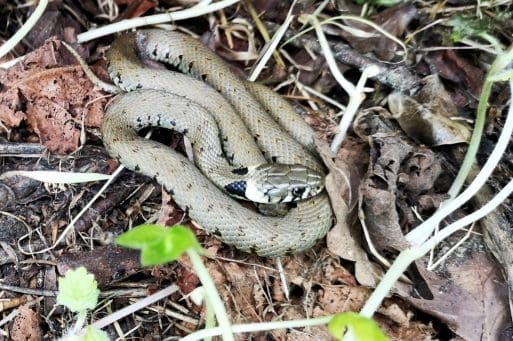 7 One of two grass snakes under our wildlife tins.