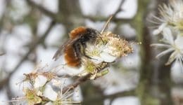 8 Tawny mining bee Andrena fulva Village green 12April2023