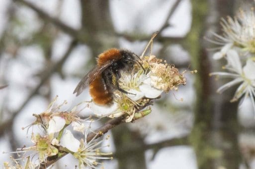 8 Tawny mining bee on the blackthorn.