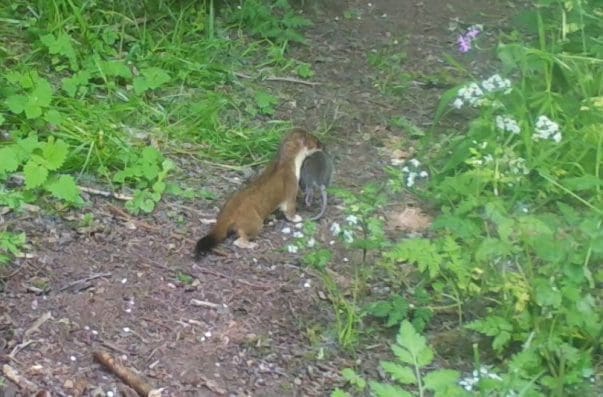 1 The stoat with an adult rat at the end of our garden.