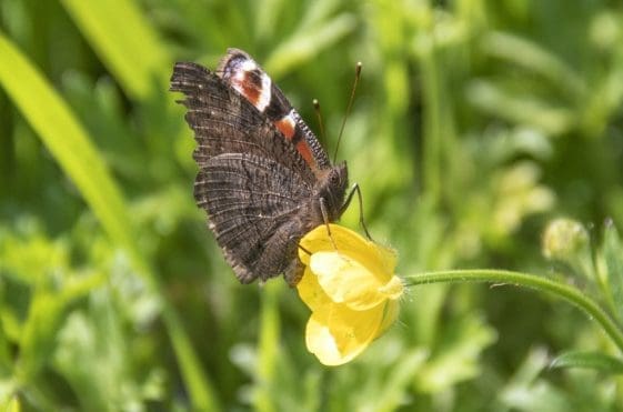 11 Peacock butterfly on buttercup.