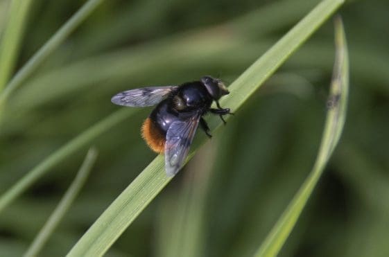 12 The bumble-bee hoverfly.