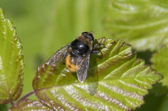 13 Narcissus bulb fly, another bee mimic.
