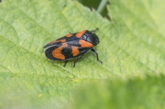 14 The impressive red and black froghopper.